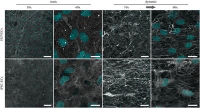 Flow-induced glycocalyx formation and cell alignment of HUVECs compared to iPSC-derived ECs for tissue engineering applications